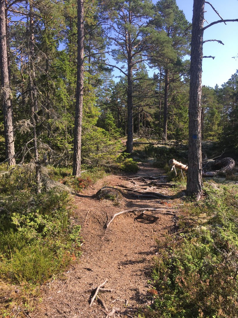 rotsidan-hoga-kusten-trail-running-hiking-natural-path-summer.jpg
