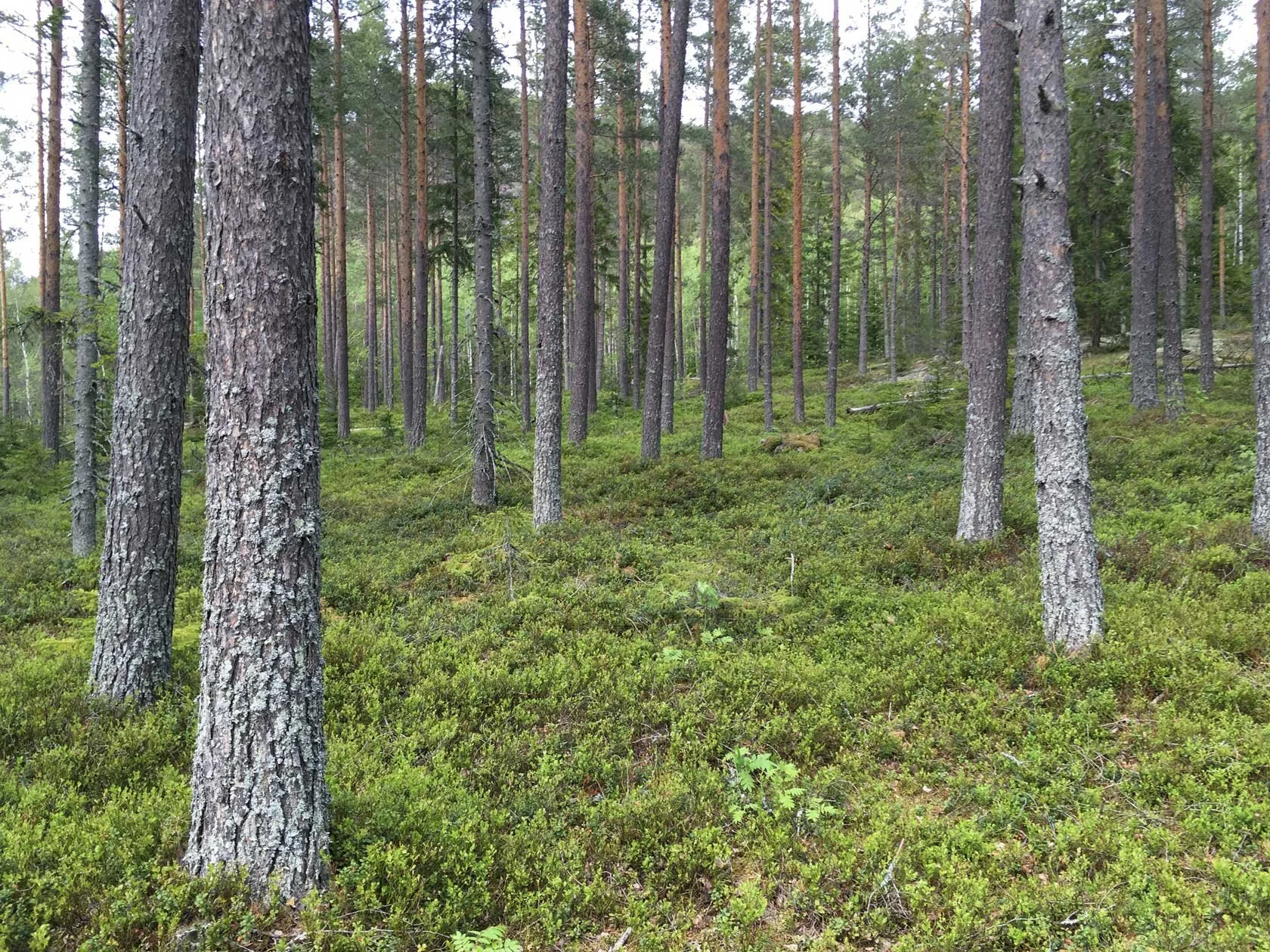 skogspaus-relax-in-the-forest-how-to-set-up-hammocks-from-trees-hoga-kusten.jpg