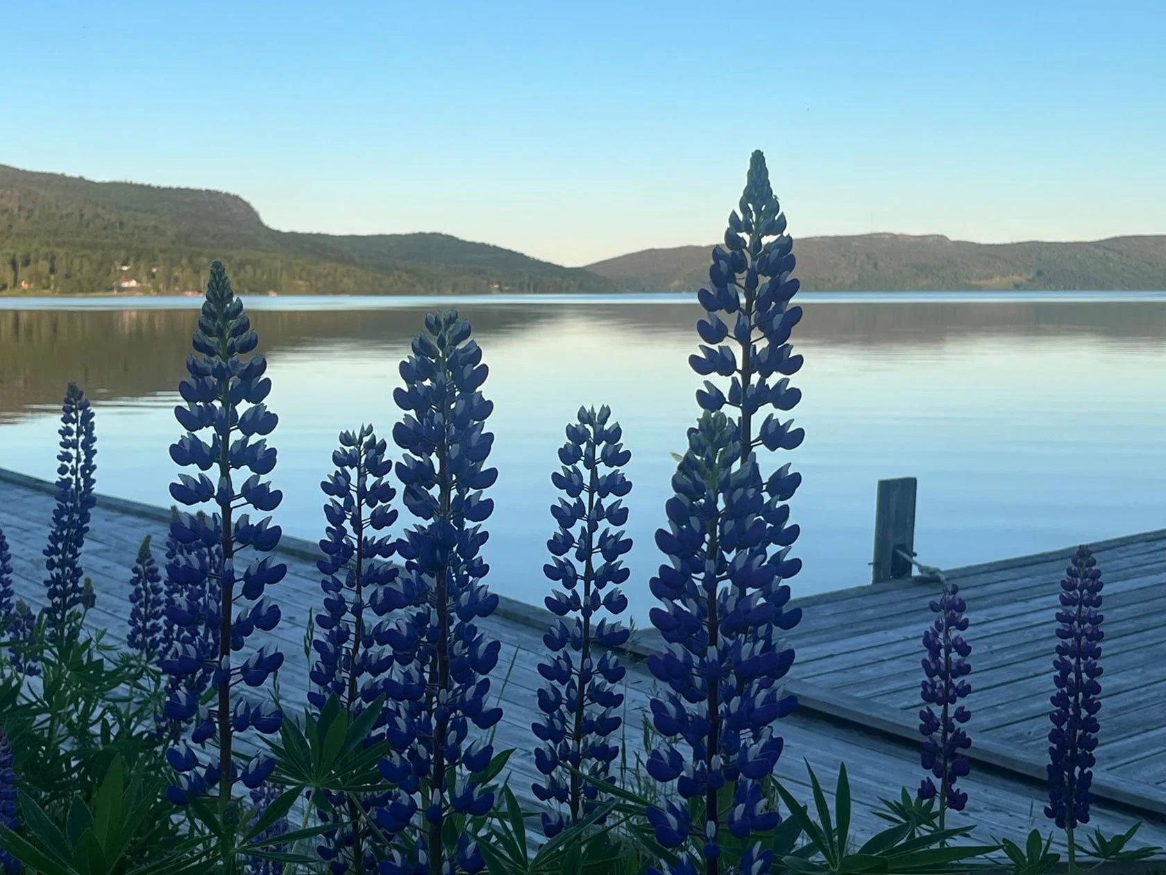 dockstafjord-early-morning-midsummer-light-lupiner-hoga-kusten-docksta-havet-base-camp.jpg