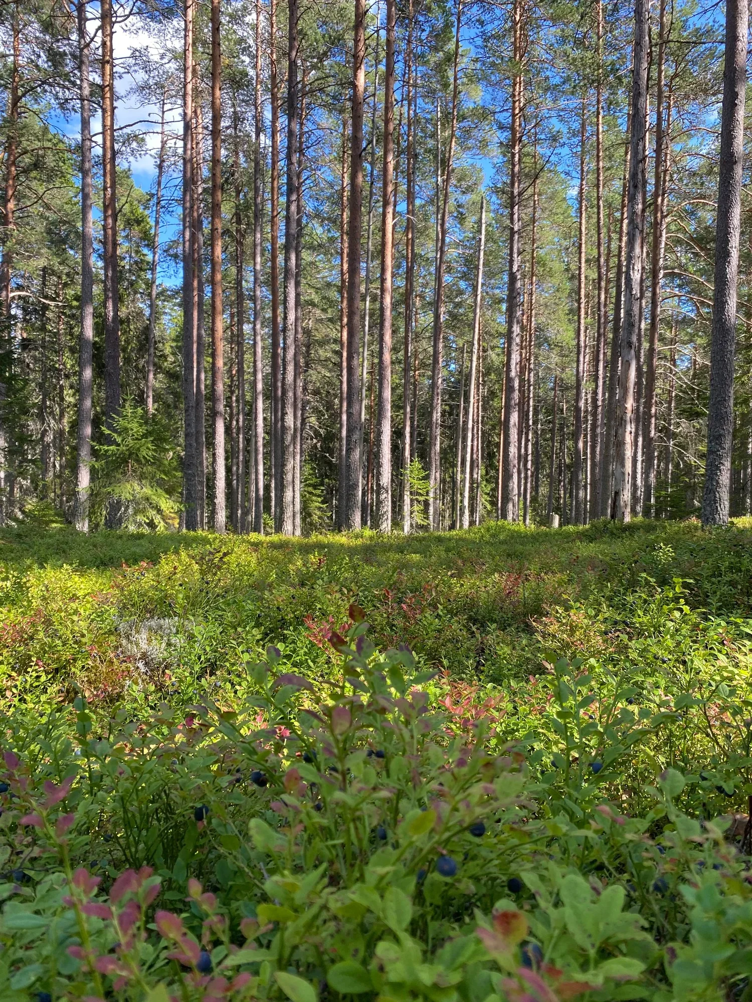 Docksta inför WOC 2029: en base camp i mänsklig skala för orienteringsveckor (2027–2029)