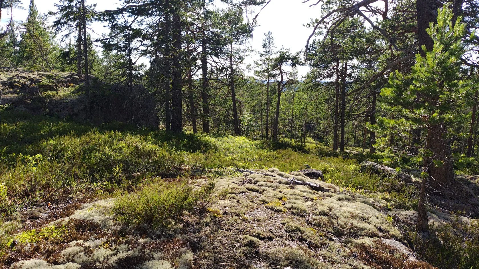 WOC 2029 Orienteering Base in Sweden’s High Coast — Peak Performance Weeks