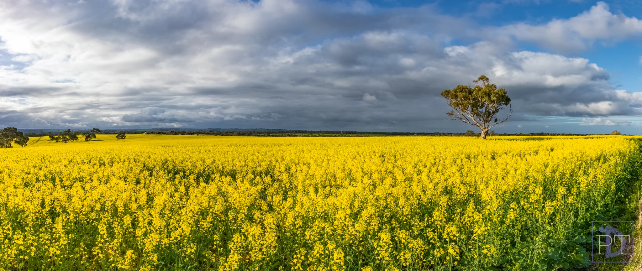 Canola Fields, Strathalbyn, South Australia