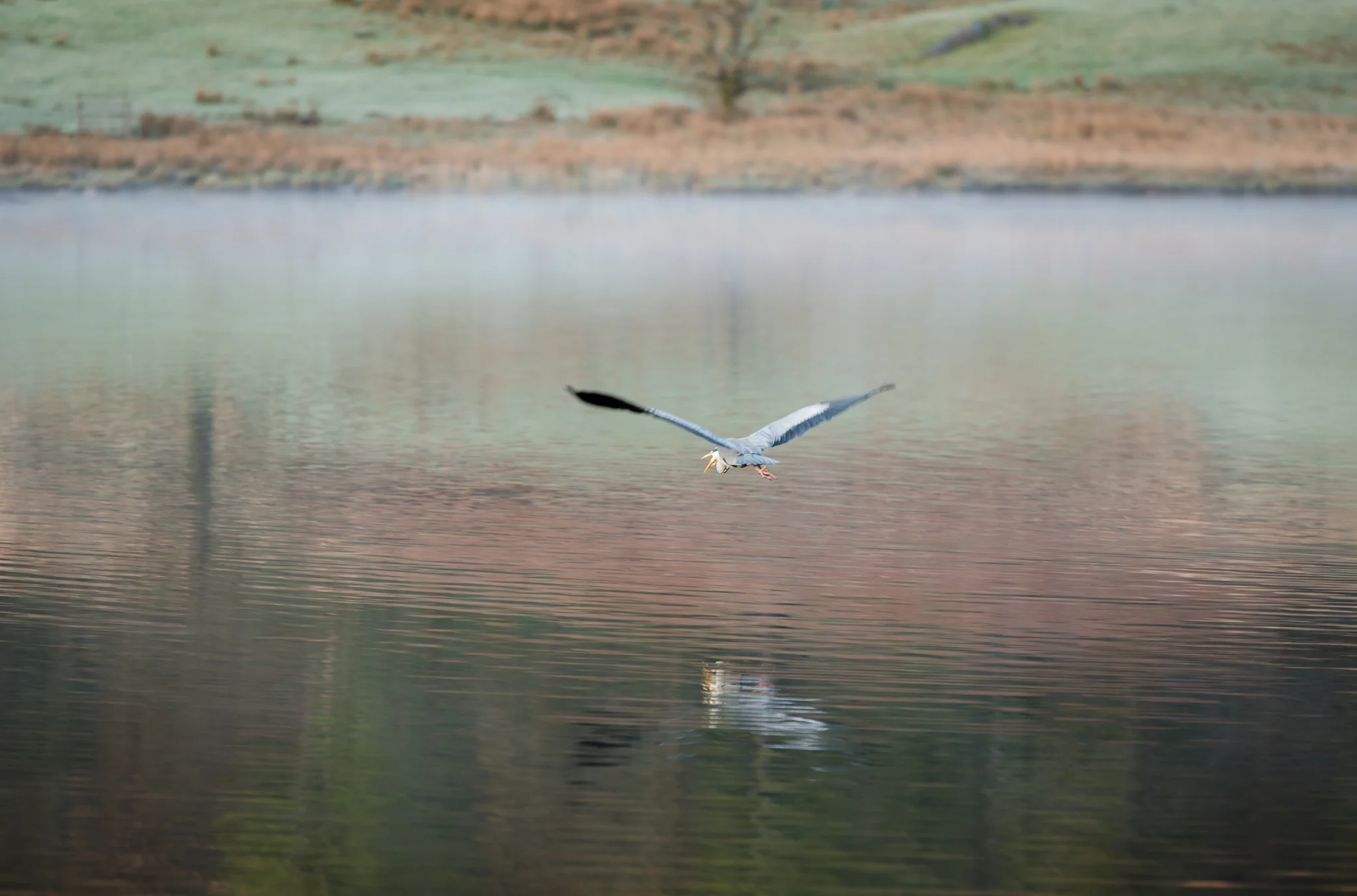 Hunting Heron