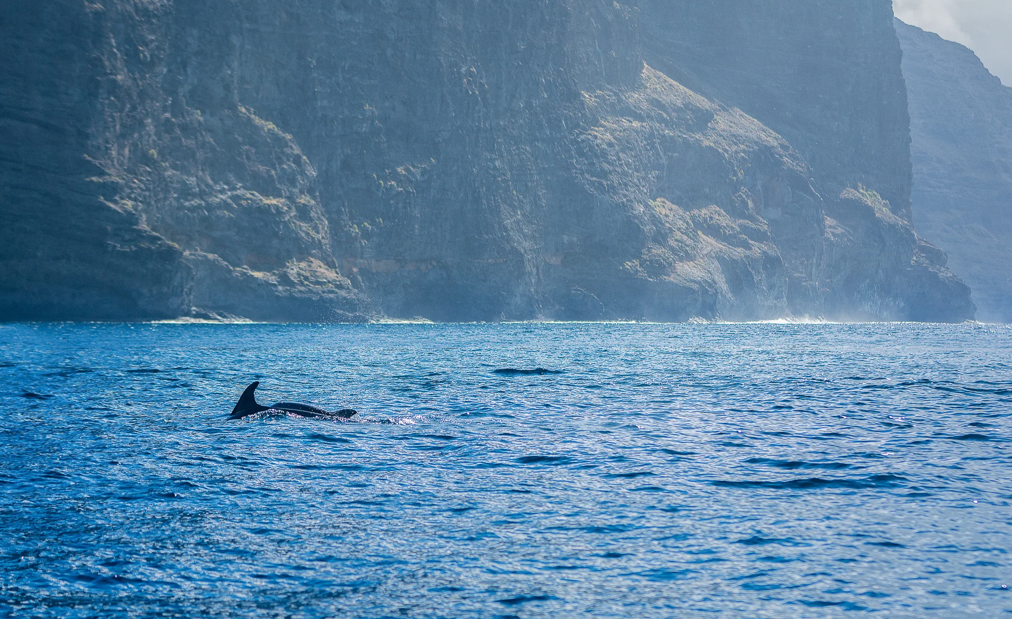 Dolphins in Tenerife