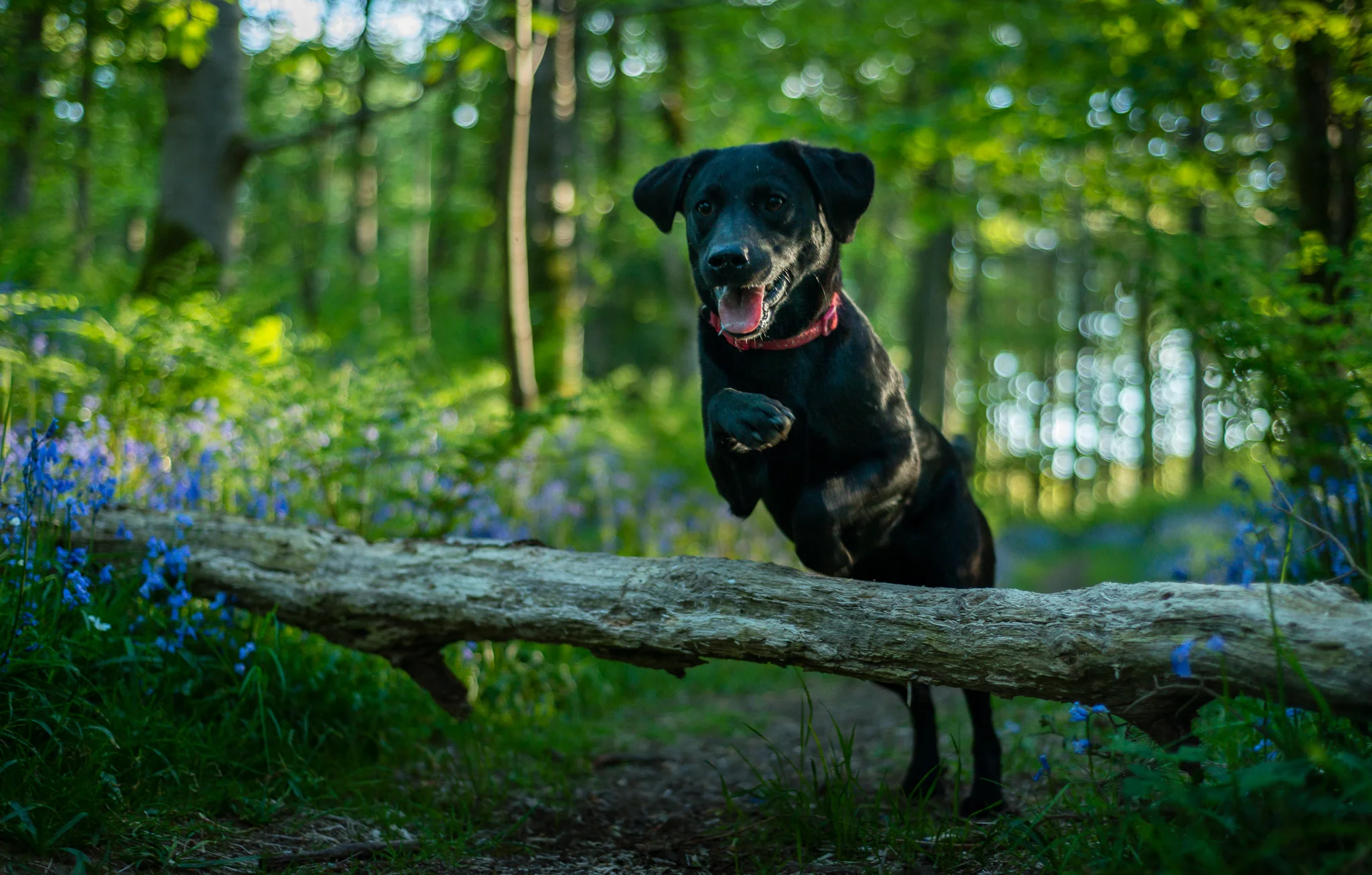 Jumping the Log