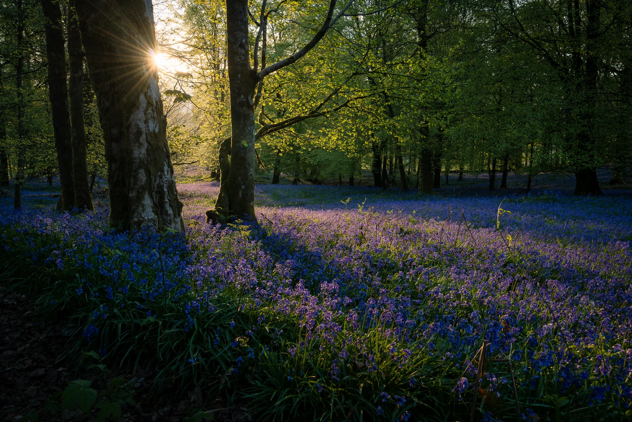 Dawn of the Bluebells