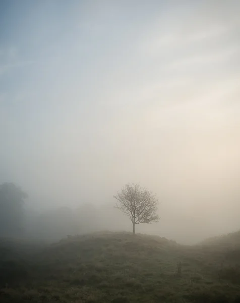 I spent an awful lot of time photographing this tree. It stands perfectly on this little hummock of the fell, and the light burning through on the right hand side complements the hint of blue in the top left perfectly. 