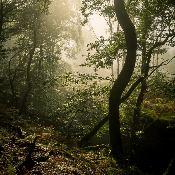 Finding woodland on the edge of mist and facing the light is always special. Misty, eerie shots can be stunning as well, but there's nothing quite like a warm light breaking through the fog.