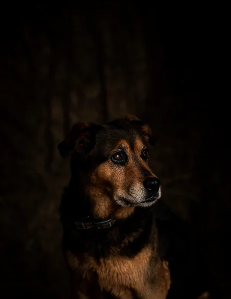 Millie-Colin-3.jpg