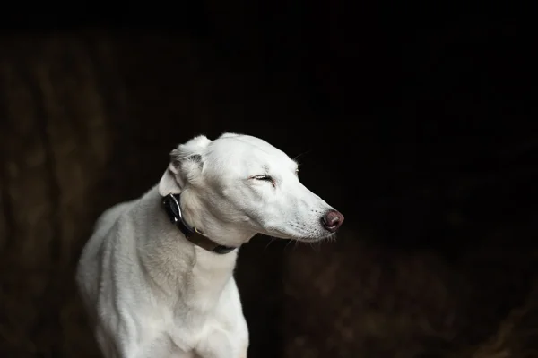 Millie-Colin-7.jpg