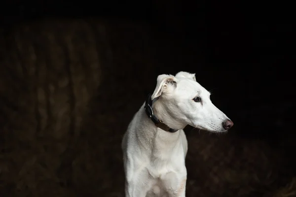Millie-Colin-11.jpg