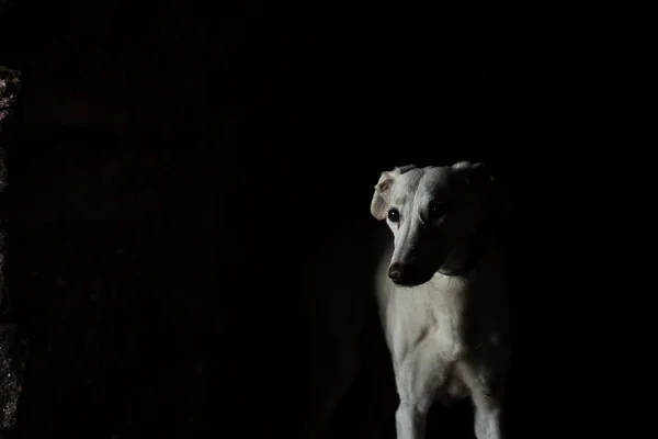 Millie-Colin-16.jpg