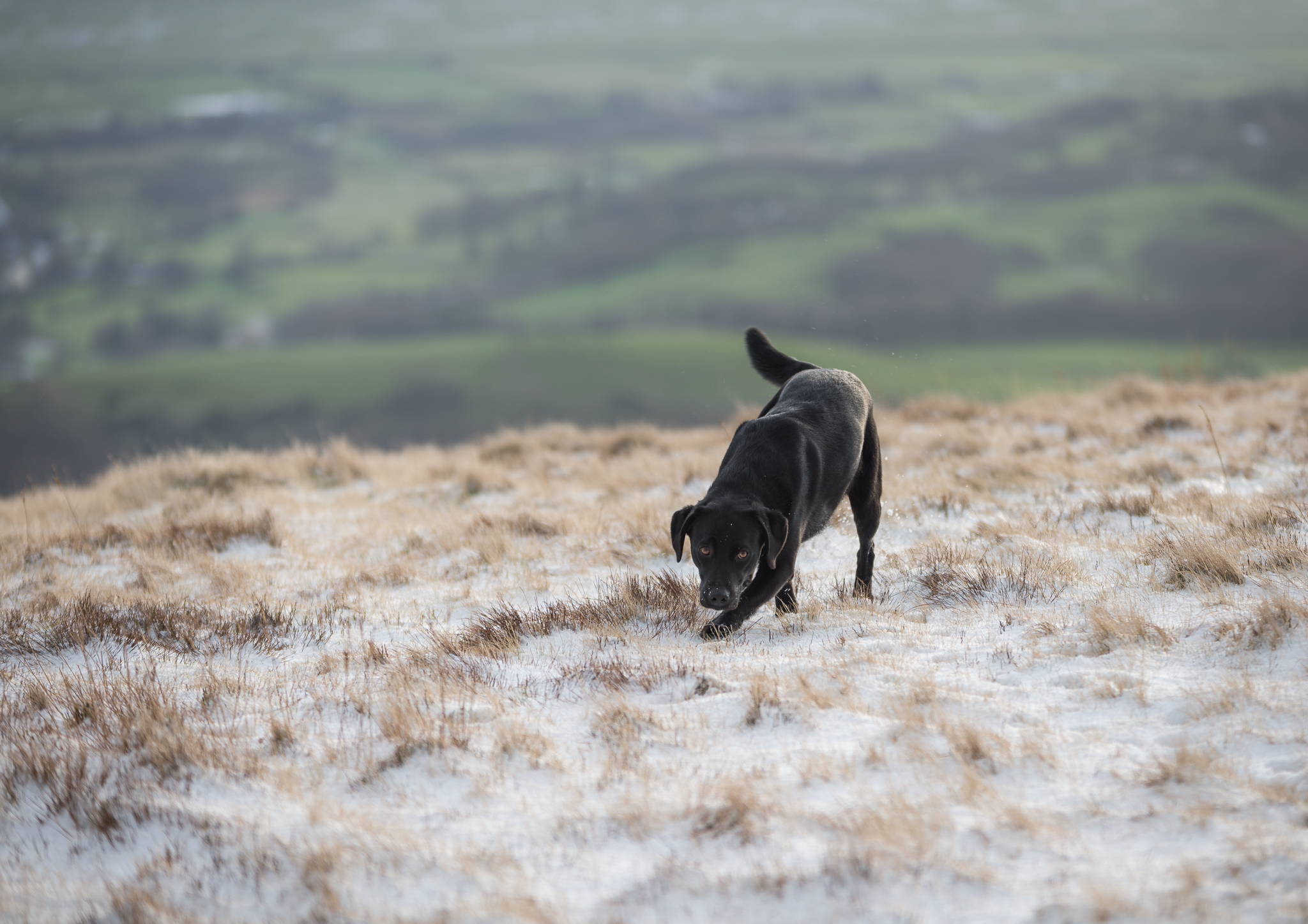 LunaSnowWhiteCombe-3.jpg