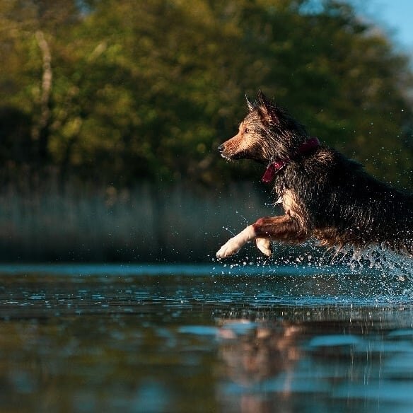 Pets!!!
.
.
.

@alphauniversebysony.eu #AlphaPetUK #sonya7iii #85mm #photography #pets #rehomed #collie #germanshepherd #burstmode #hiking #outdoors #adventure #2020