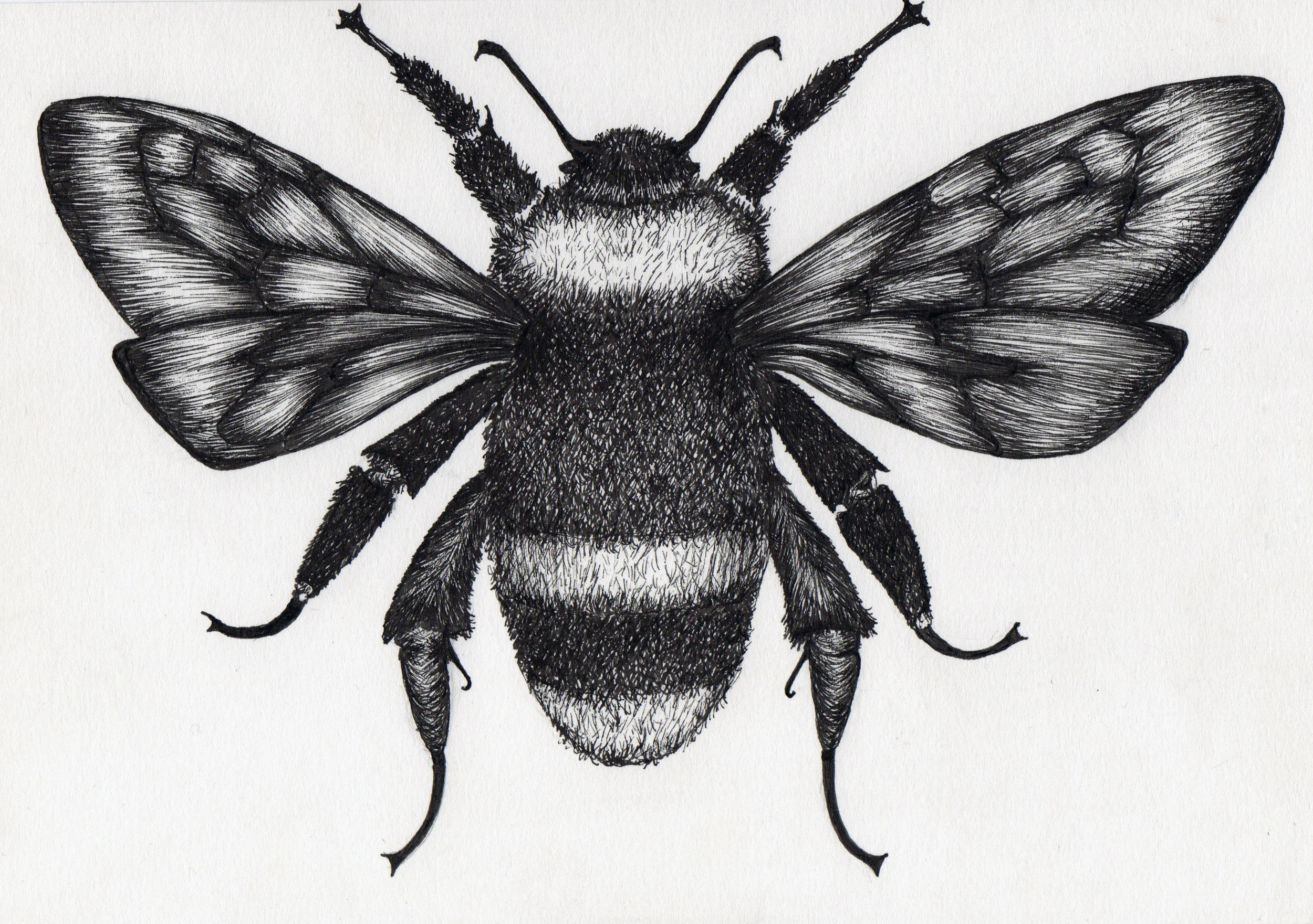 Bumblebee
