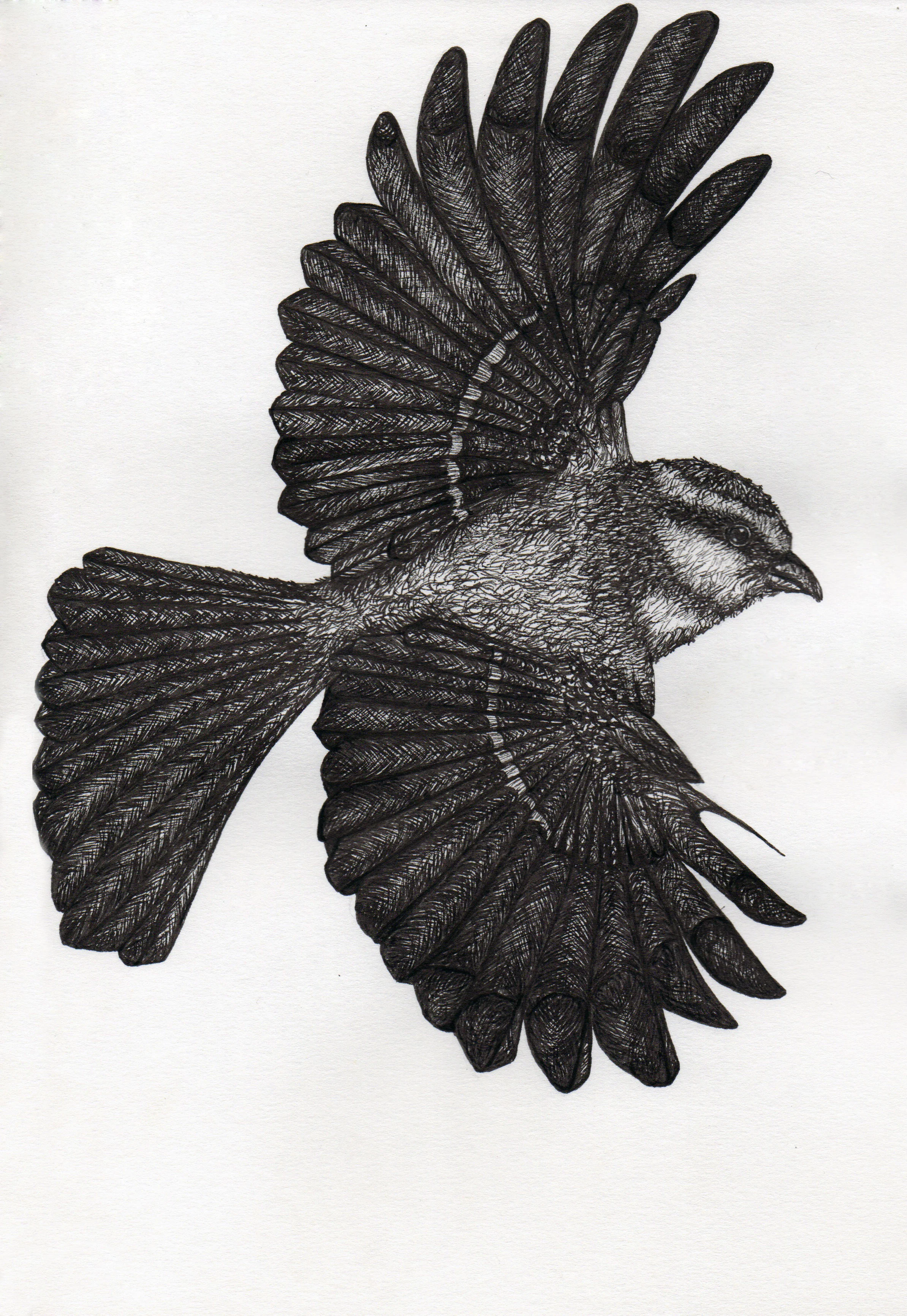 bird_a.jpg