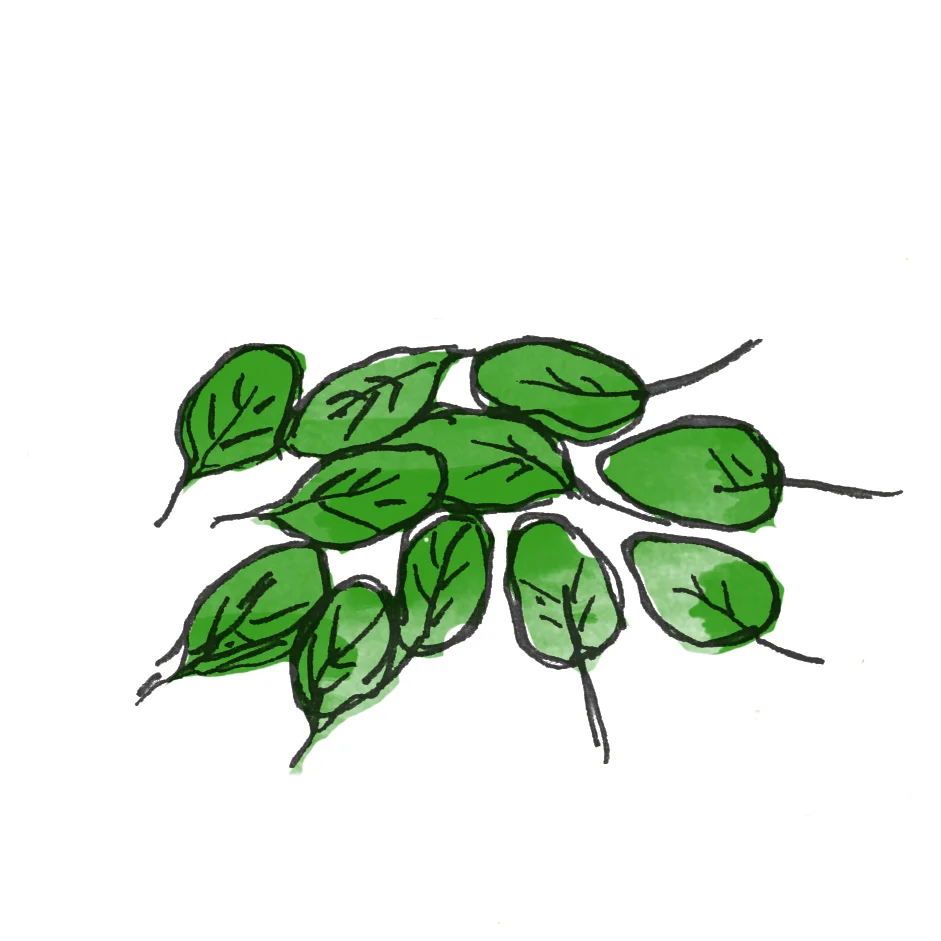 Basil