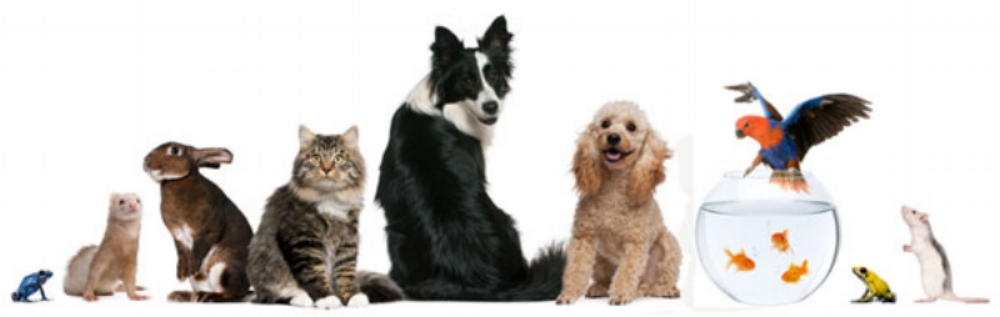 We're not just for cats and dogs - we love and care for pets of all persuasions! Simply ask us and we will respond with customized rates for any individual or combination of animals in your household! We are experienced with felines and canines, and also rabbits, guinea pigs, ferrets, chinchillas, mice, rats, birds, snakes, turtles, and freshwater or saltwater aquarium care!