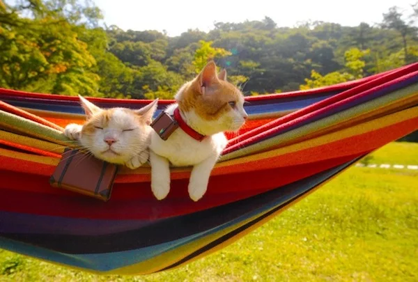 cats_relaxing.jpg