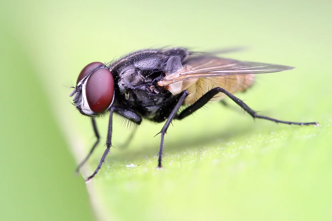 Housefly Becomes Unintentional Deadbeat Dad During My Commute