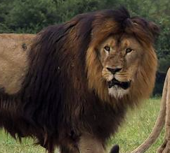 Cecil the Lion Found to Have Been Hunting Dentists in Minnesota