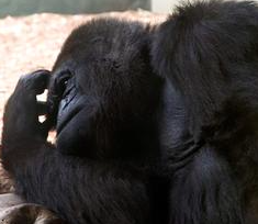 Local Ape's Friend Begins to Evolve; Non-Evolving Ape Pissed About It