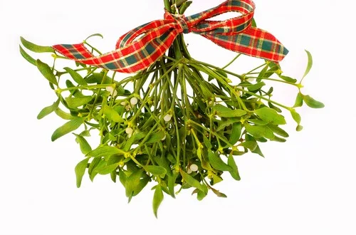 Twittersphere Outraged At Continued Use of Mistletoe, A Long Celebrated Symbol of Unwanted Sexual Advances