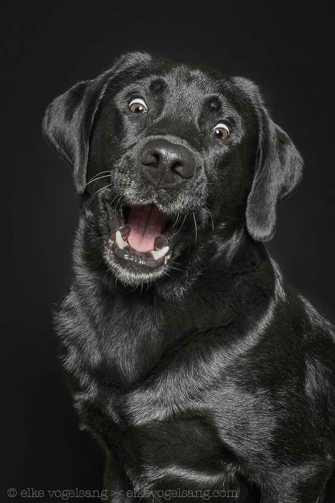 You'll Never Believe What Some Bigot Called My African-American Labrador