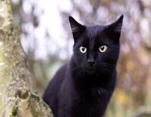 Fire Dept Shot Unarmed Black Cat out of Tree - Nine Lives Matters Responds