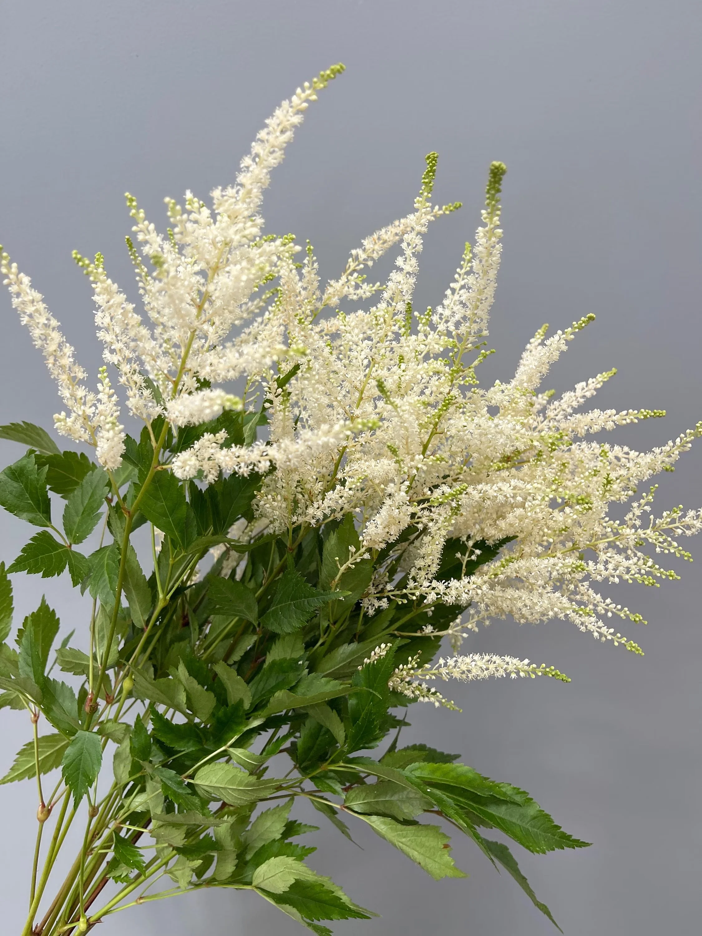 Astilbe