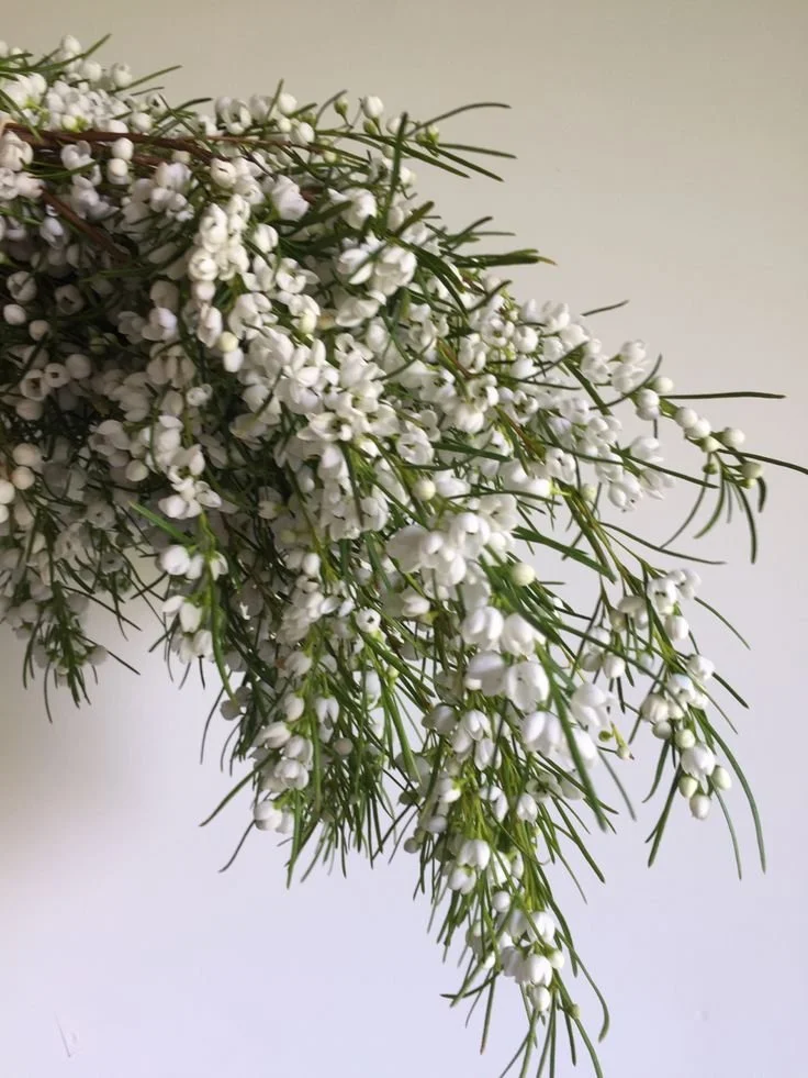 Boronia