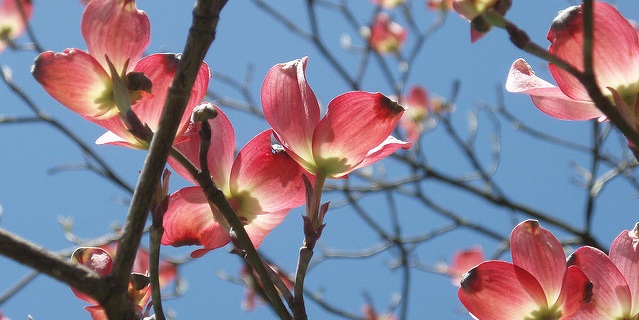 CROP-spring-flowers-pic-1.jpg