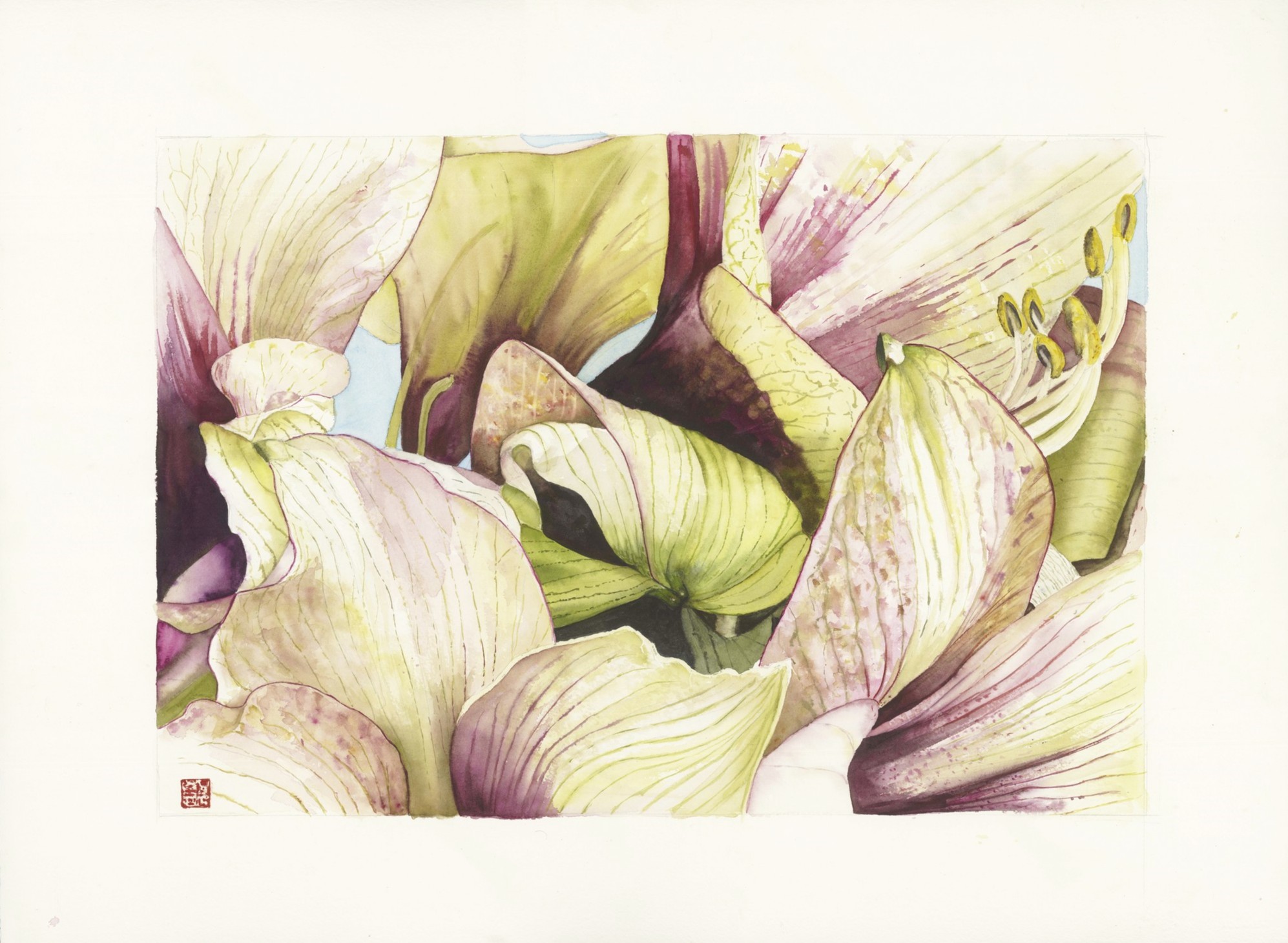 Amaryllis, 2014