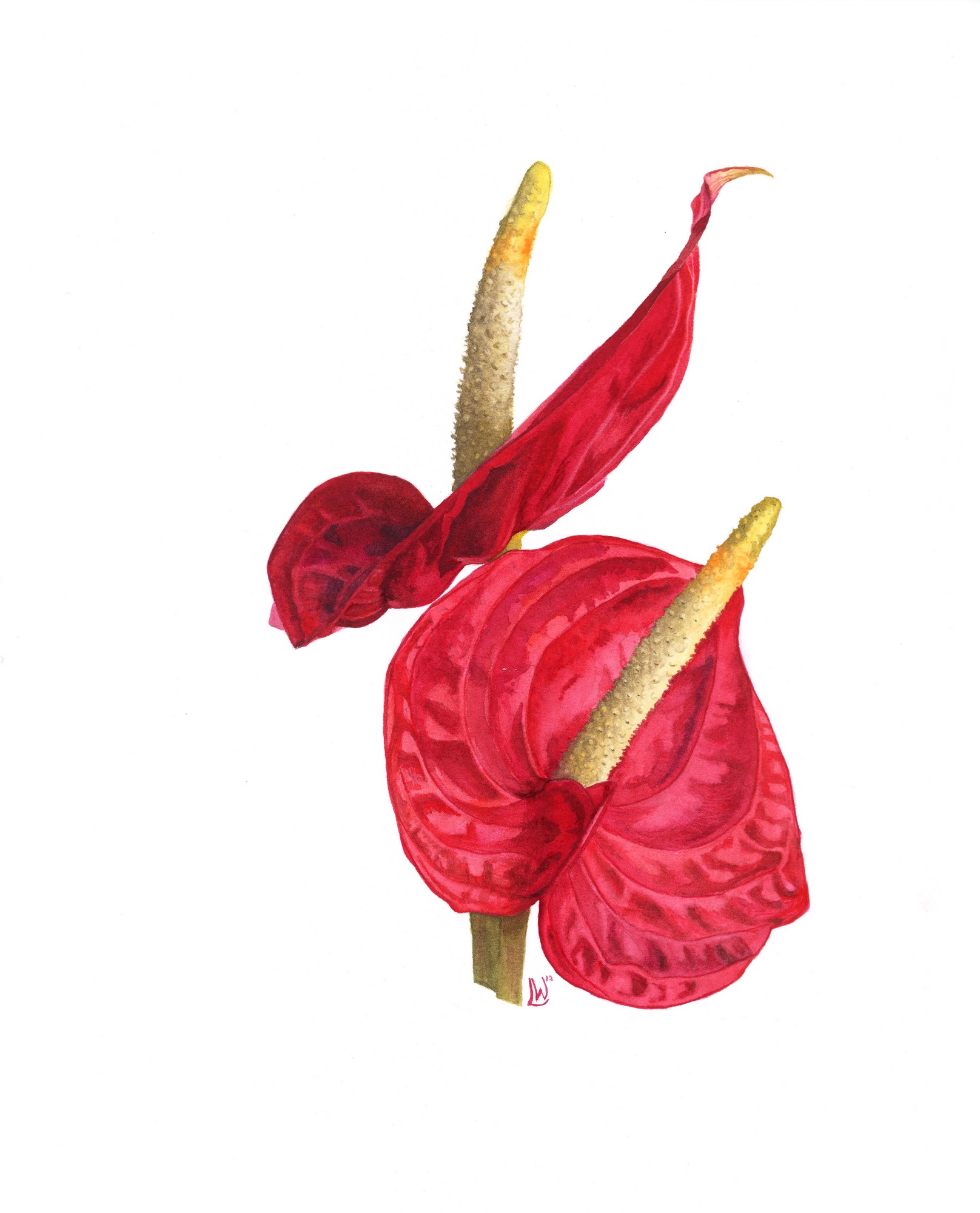 Anthurium, 2014