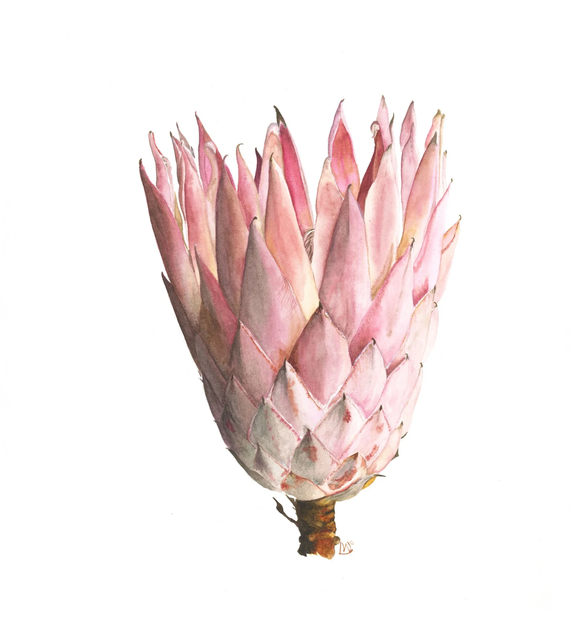 Giant Protea, 2014