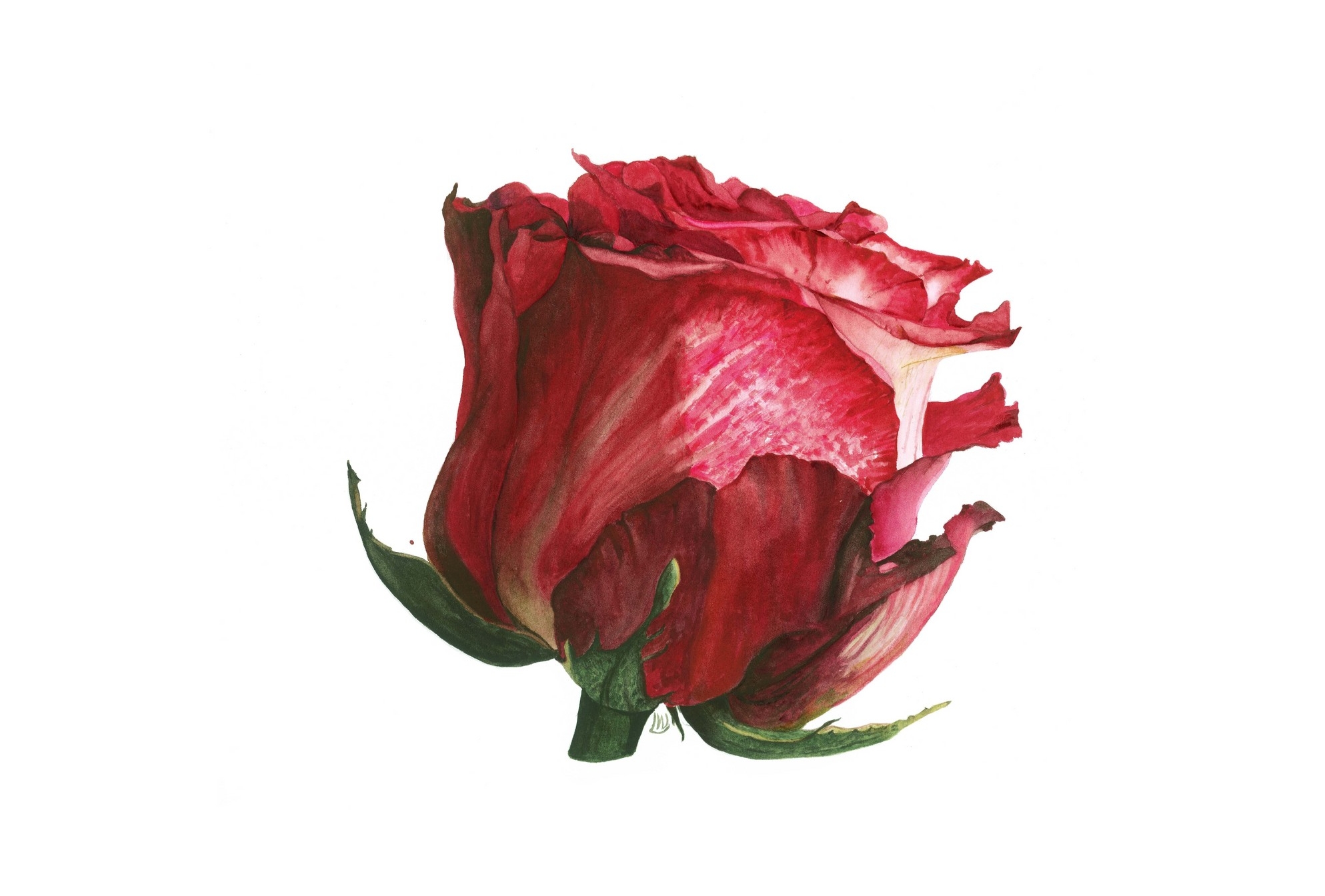 Red Rose Two, 2014