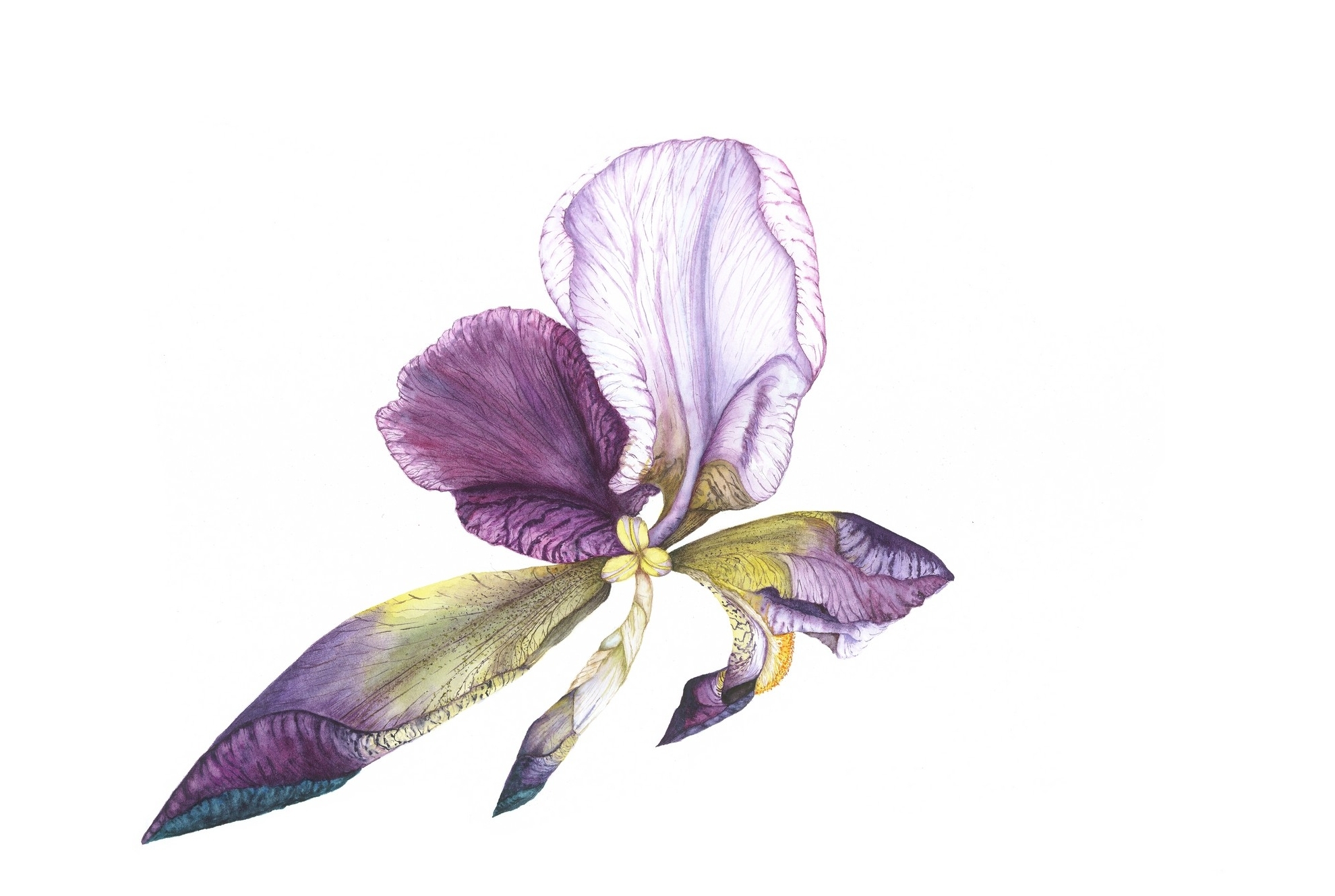 Iris Fly, 2013