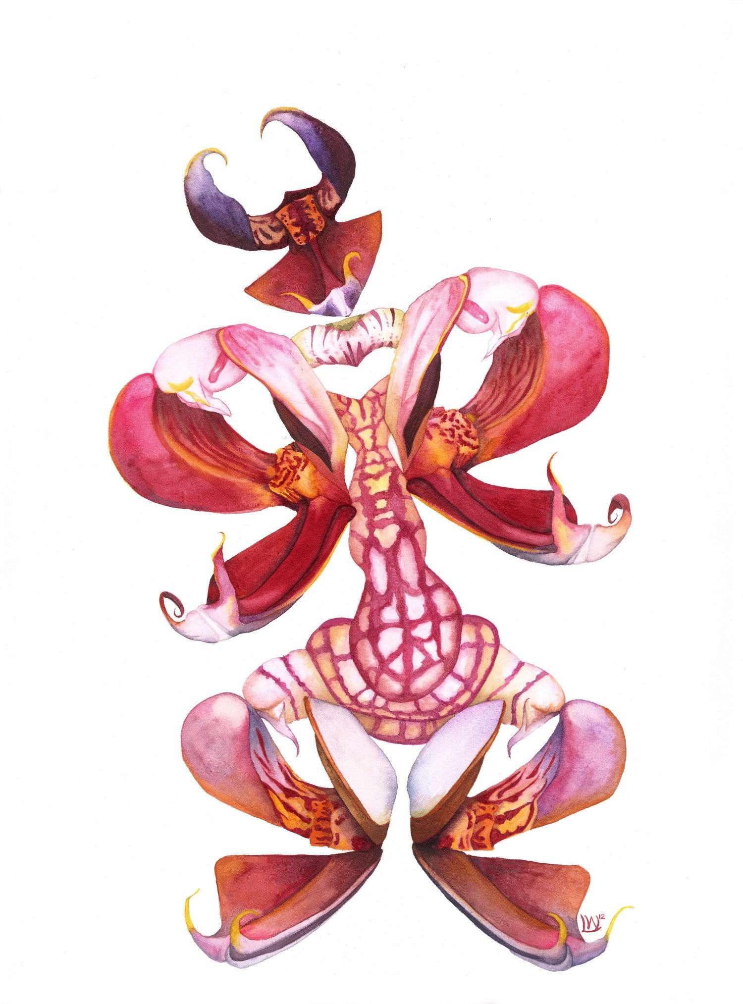 Mr Orchid Mantis, 2015