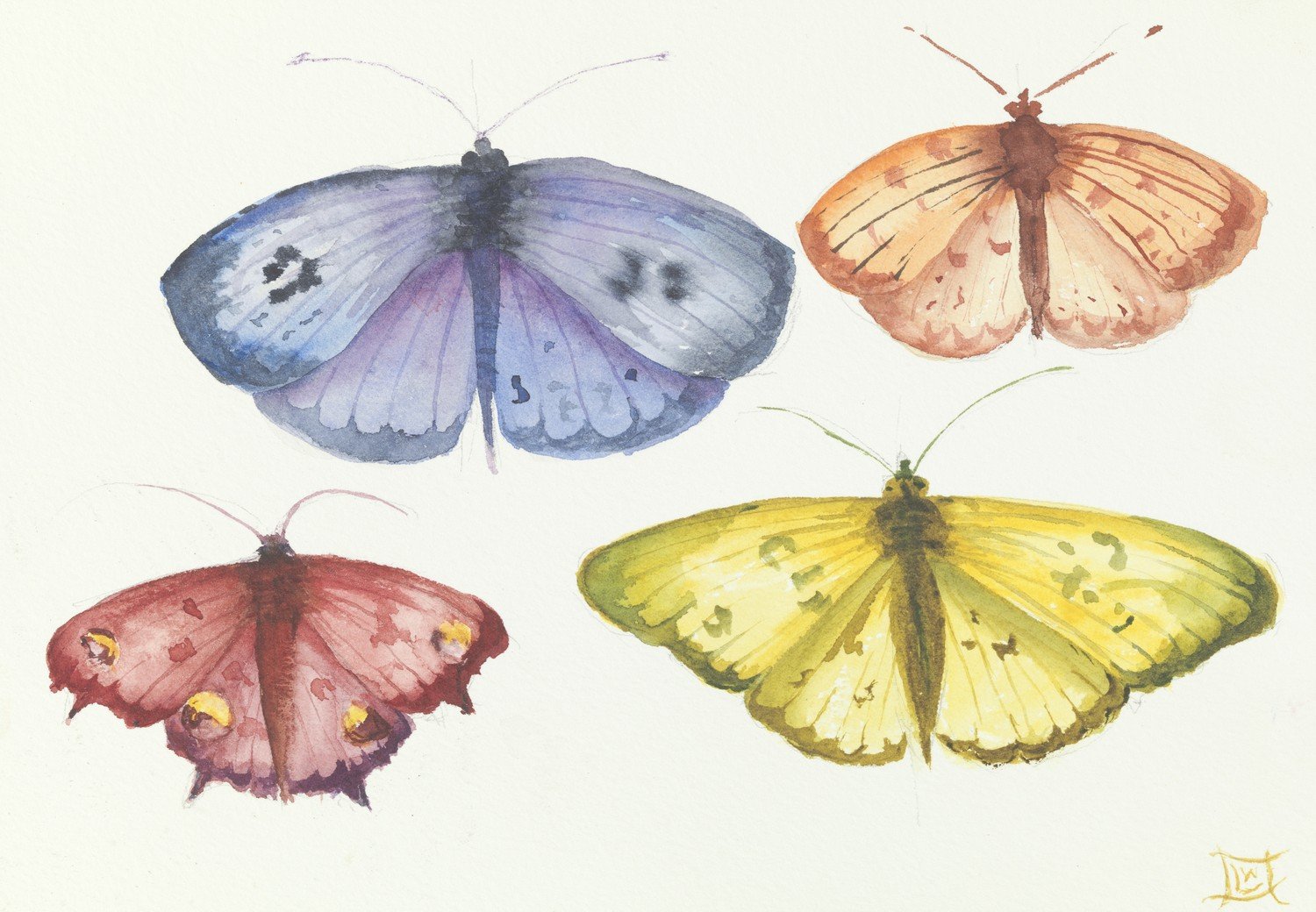 Butterflies, 2024
