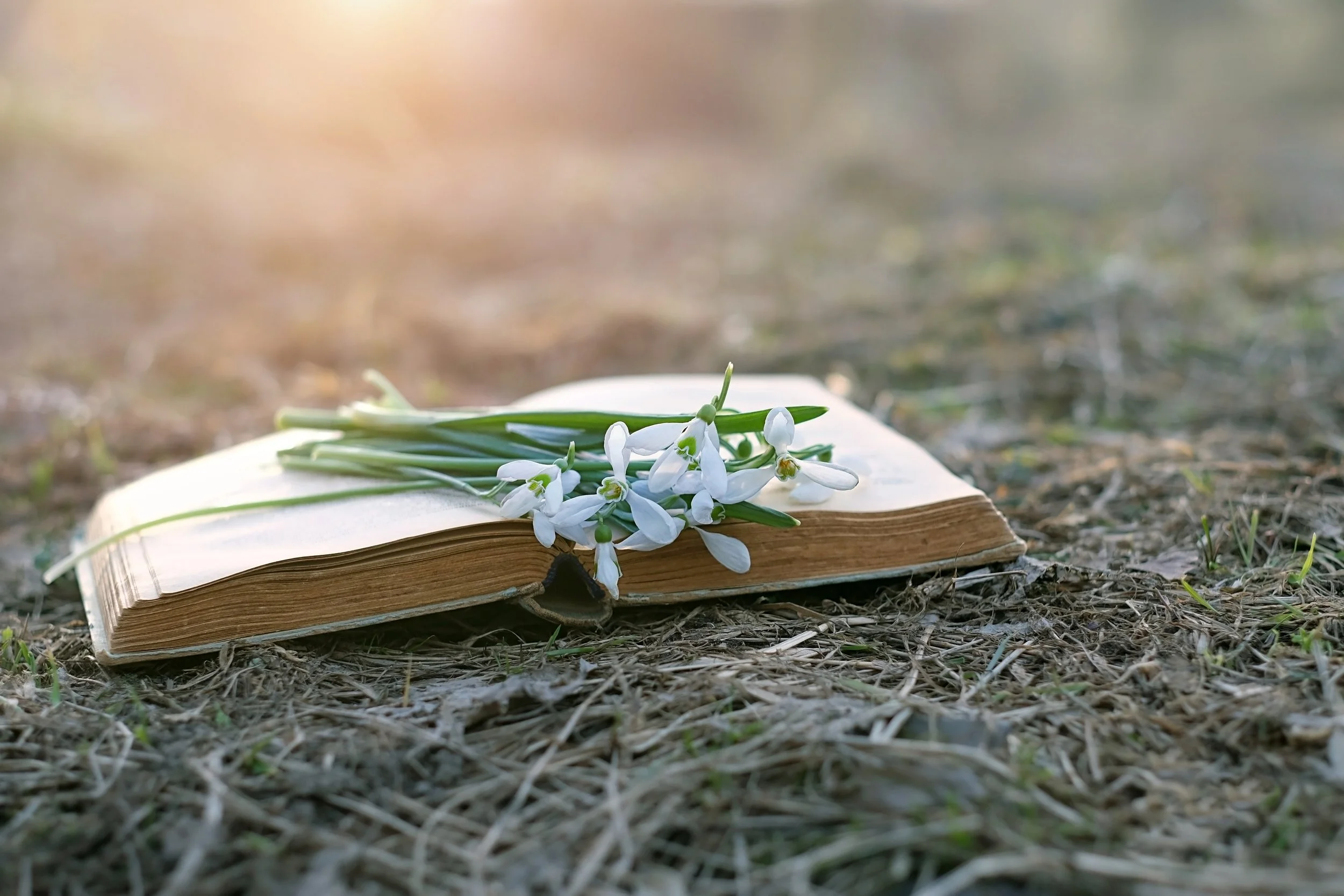 Journey Through Higher Realms: A Cosmic Priestess Study Group