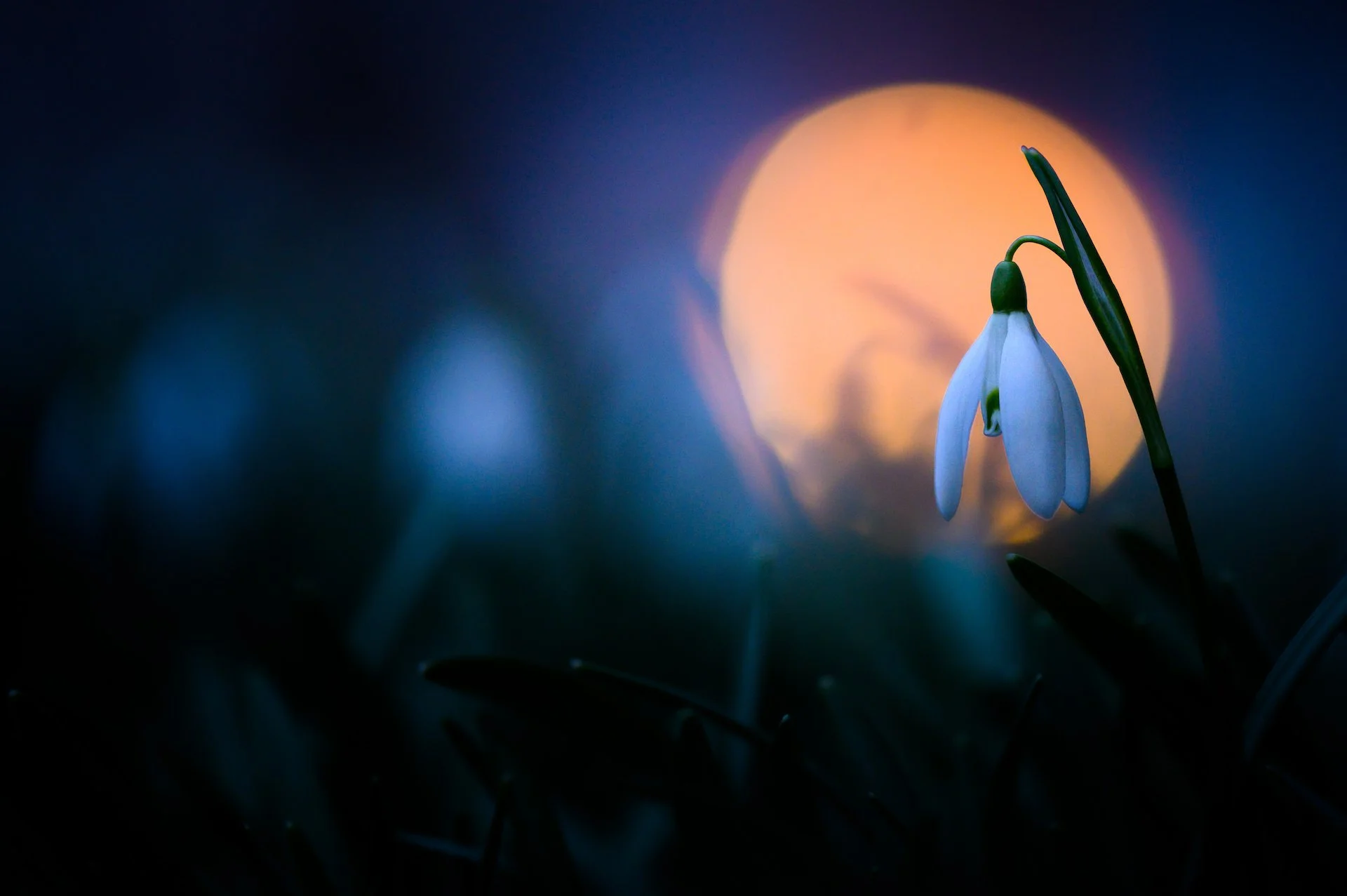 Heart of the Flame: A Full Moon in Leo Ceremony