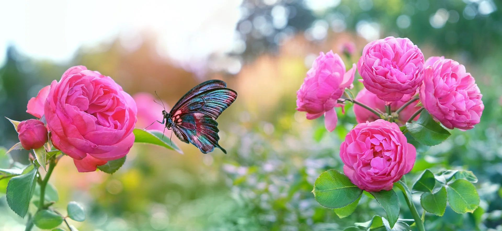 Week 4: Receive the Whispers and Light