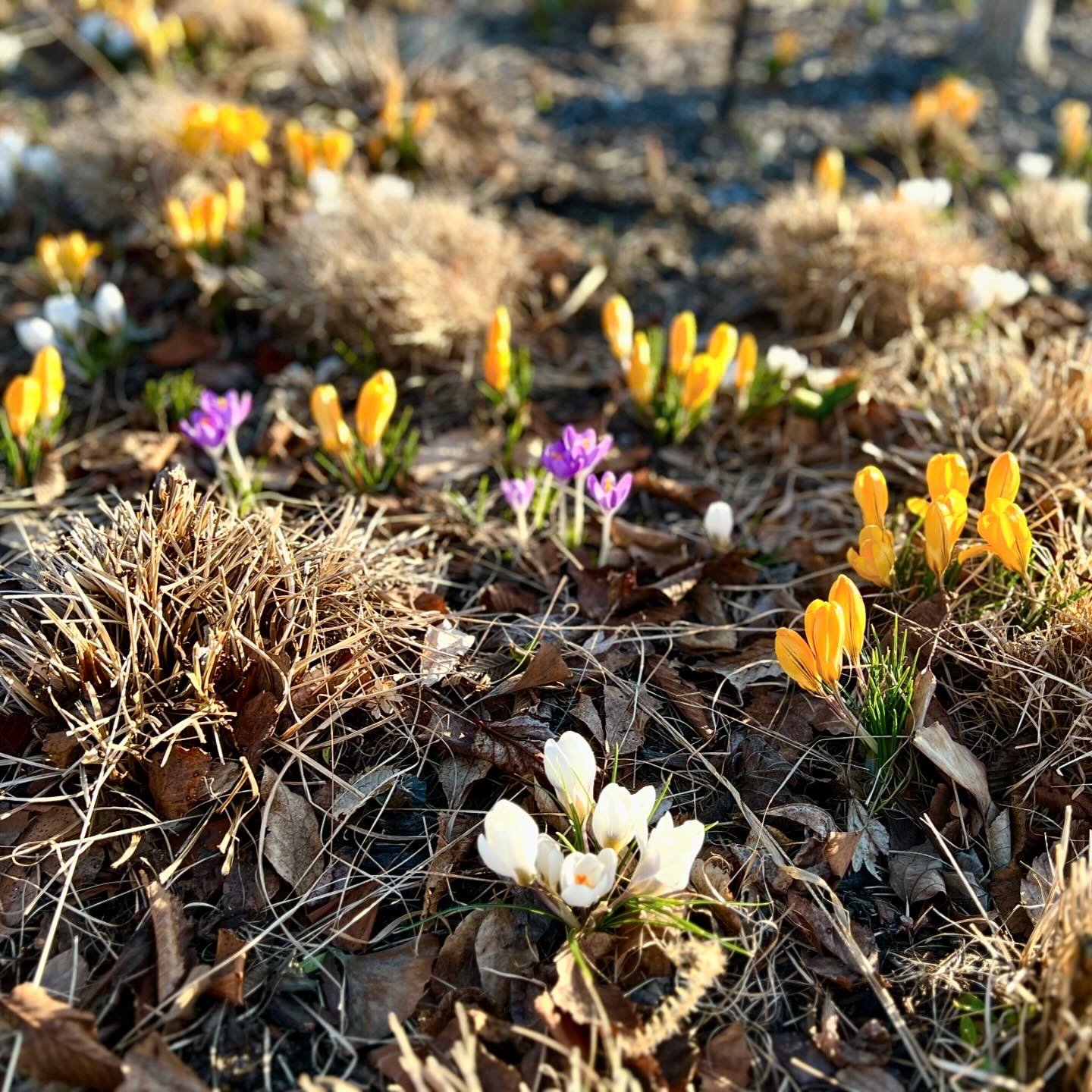 Spring Equinox Mini-Retreat