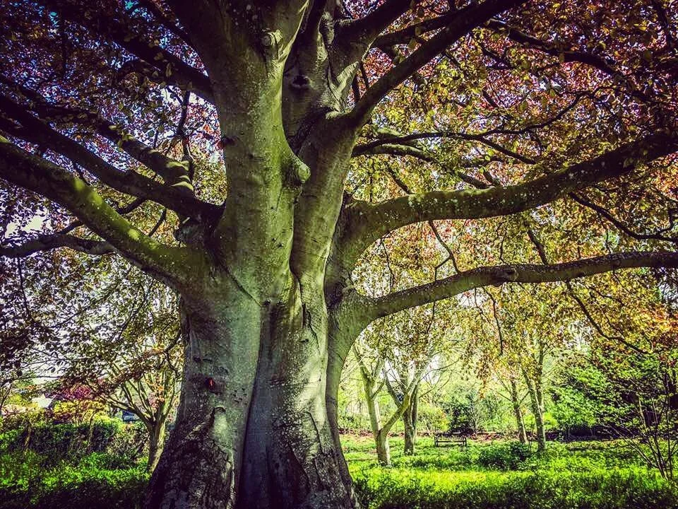 Weekly Theme: Harmonizing the Radiant Field