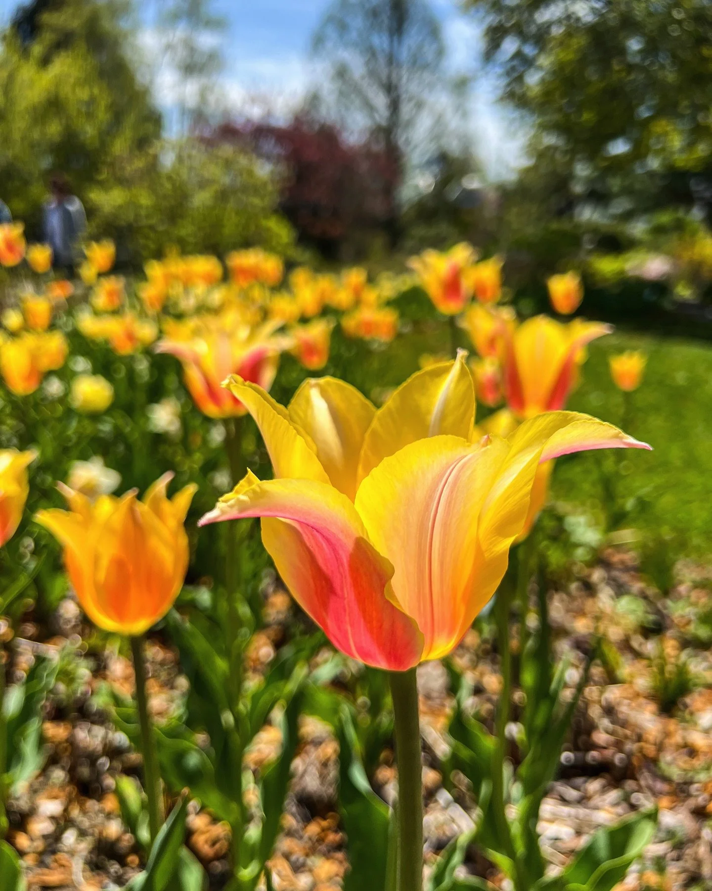 Yoga in the Garden