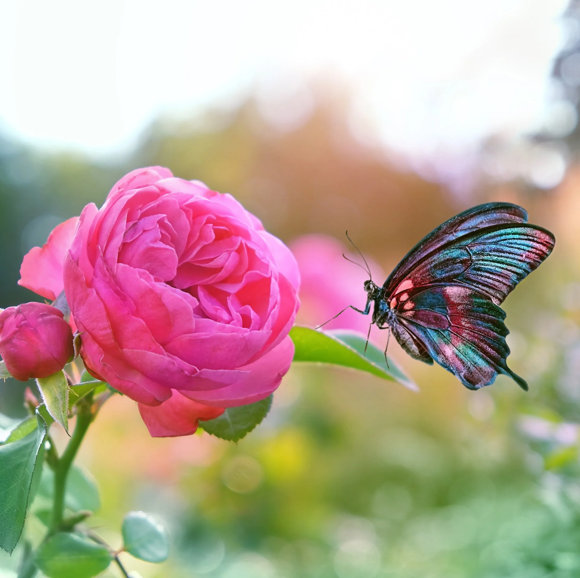 Weekly Theme: Releasing Emotional Weight
