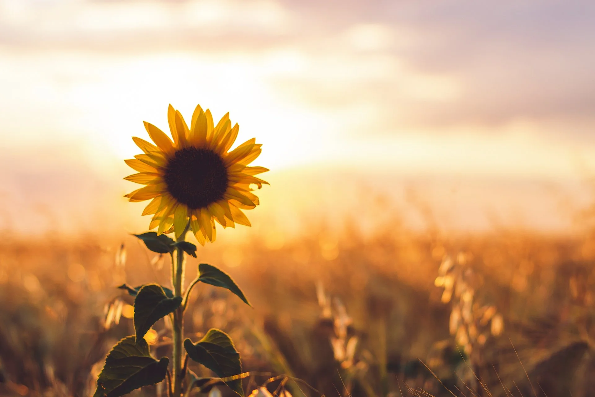 The Golden Harvest: 