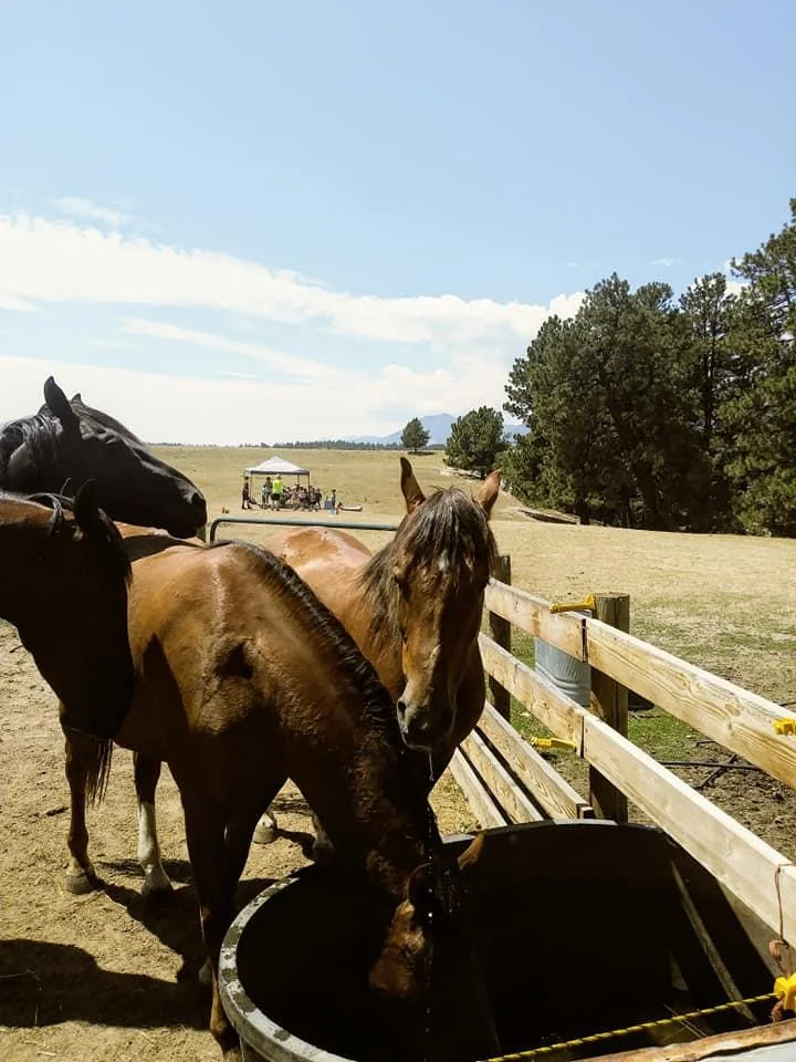 horses.jpg