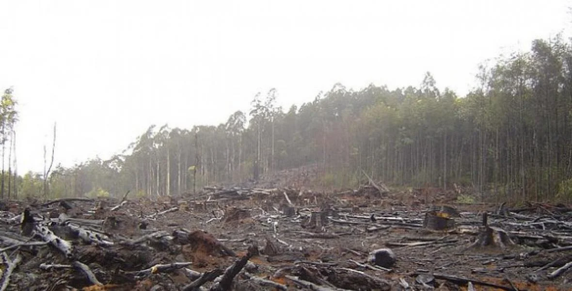 A lot of the world's last pristine forest land is being lost, and much of it is in Canada. Source: Rabble.ca