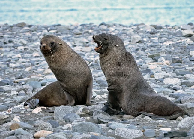 Seals frolicking in Whaler's Bay, Deception Island . Photo by Kim Michele